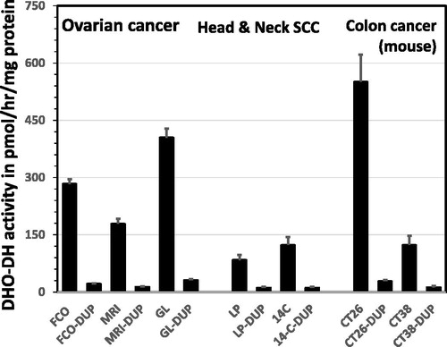 Figure 2. Activity of DHO-DH in several human xenografts from ovarian cancer and head & neck squamous cell carcinoma (SCC) and in the murine colon cancer models Colon 26 (CT26) and Colon 38 (CT38). Inhibition of DHO-DH was achieved by addition of 1.5 μM Brequinar (DUP), a concentration present for several days in plasma of patients treated with Brequinar.[Citation31] Values are means of 4–7 separate tumors ±. SE. Inhibition by Breq was significant for all tumors (paired t-test; p < 0.0005).