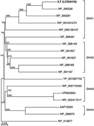 Figure 2. Phylogenetic tree showing the relationships between ILT of strain CMW1 and the MFS transporters of Gram-positive bacteria based on amino acid sequences.