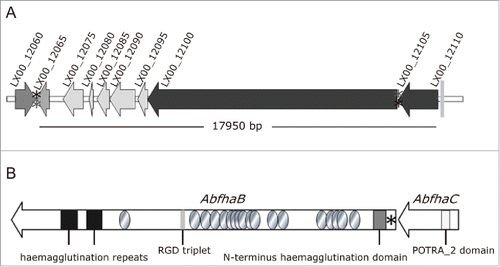 Figure 2. Scheme of the AbFhaB/FhaC 2-partner secretion system of A. baumannii AbH12O-A2 and its genomic context. (A) Genetic organization and orientation of the ca. 18-kb genomic island found in A. baumannii AbH12O-A2 strain (LX00_12065-LX00_12105) and the surrounding regions LX00_12060 and LX00_12110. The CDS are represented by arrows. Asterisks indicate repeated regions (*aaaaagctcc and *aggagcttt). (B) Representation of the AbFhaB (LX00_12100)/AbFhaC(LX00_12105) 2-partner secretion system of A. baumannii AbH12O-A2 strain. The CDS (AbfhaB, 11,172 bp and AbfhaC of 1,758 bp) are represented by arrows. Circles represent repeated residues. Asterisk represents an AbfhaB signal peptide.