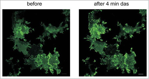 Figure 7. Changes in the distribution of Lyn-eGFP signal upon treatment of HeLa cells with dasatinib. HeLa cells were transfected with plasmid coding for Lyn-eGFP. The figure shows the fluorescence intensity from eGFP before and 4 min after treatment of cells with 100 nM dasatinib. Scale bars: 10 µm.