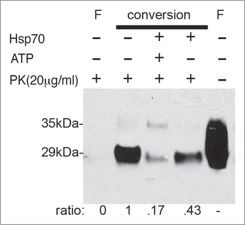 Figure 2 Hsp70 interferes with PrPSc replication in vitro. Brain homogenates from healthy hamsters were inoculated with scrapie-infected brain extracts, and incubated for 72 hours to promote conversion to PrPSc. After incubation, the reactions were digested with PK to visualize PrPSc, except for lane 5 that shows total PrP, and resolved by western blot using the 3F4 antibody. F, Equivalent aliquot of conversion reaction frozen at time zero (no amplification), with (lane 1) and without (lane 5) PK digestion. Incubation and vigorous shaking produced clear amplification of the PK-resistant isoform (lane 2). However, exogenous Hsp70 partially inhibited PrPC conversion (lane 4). This effect is ATP-dependent since addition of ATP further inhibited PrPSc accumulation (lane 3). The result shown is a representative example of four independent experiments and the ratio shown below is normalized against the amplified sample in the absence of Hsp70 (lane 2).
