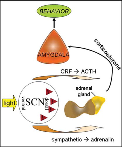 Figure 5. Model of biological mechanisms potentially underlying depression-like behavior and amygdala gene expression changes in GRPR-KO. Lack of GRPR (red triangles) in the suprachiasmatic nucleus (SCN) may lead to deficient stimulation of corticosterone release from the adrenal gland, possibly via reduced release of corticotropin-releasing factor (CRF) and adrenocorticotropin (ACTH) and potentially also through insufficient signaling via the sympathetic adrenergic route, also responsible for mediating the effects of light on corticosterone secretion. Insufficient corticosterone stimulation of the amygdala leads to a reduction in the expression of glucocorticoid-sensitive genes potentially inducing behavioral changes, such as depression-like behavior.