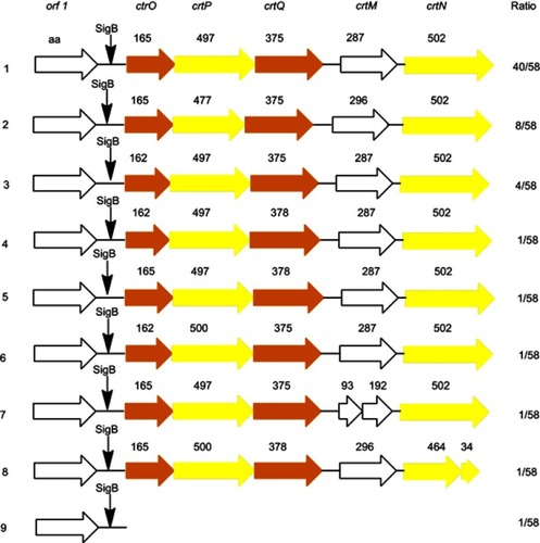 Figure 2 The organization of the crt genes in 58 published S. aureus genomes. The color of the arrows represents the color of the product encoded by corresponding gene.