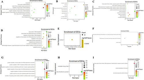 Figure 6 GO terms of the target mRNA of tsRNAs. (A-C) tiRNA-Glu-TTC-001. (D-F) tiRNA-Lys-CTT-003. (G-I) tRF-Ser-TGA-007. (A, D and G) biological process; (B, E and H) cellular component; (C, F and I) molecular function. GO, Gene ontology.