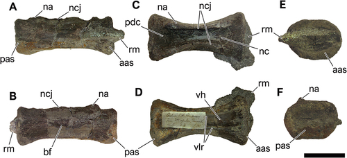 Figure 12. NHM-PV R.3427, isolated posterior caudal centrum with diplodocid affinities (Specimen B) from the Berriasian–Barremian Salvador Formation (Massacará Group) at Mapelle Quarry (Locality 9). A, right lateral; B, left lateral; C, dorsal; D, ventral; E, anterior; F, posterior views. Anatomical abbreviations: aas, anterior articular surface; bf, blind fossa; na, neural arch; ncj, neurocentral joint; pdc, posterodorsal concavity; pas, posterior articulation surface; pdc, posterodorsal concavity; rm, rock matrix; vlr, ventrolateral ridge; vh, ventral hollow. Scale bar = 50 mm.