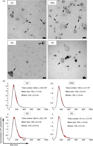 Fig. 3 Morphological characterization and quantification of exosome preparations by immunoelectron microscopy and Nanoparticle Tracking Analysis. (a) Electron micrographs of exosomes stained with 10 nm gold-conjugated anti-CD63 antibody followed by uranyl acetate counterstaining. Scale bar: 100 nm. (b) Exosome samples were analysed using Nanoparticle Tracking Analysis. The calculated size distribution is depicted as a mean (black line) with standard error (red shaded area). Total particle number, mean particle size and modus are shown for each preparation.