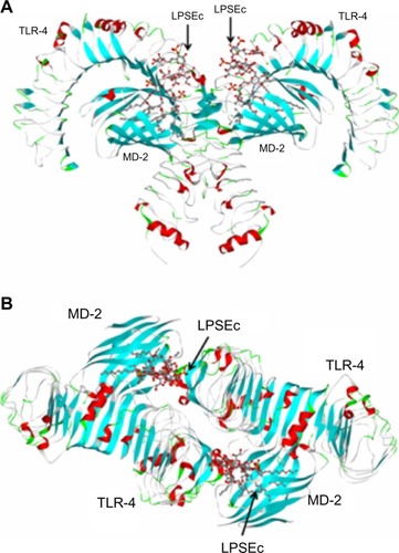 Figure 1 Structure of the TLR-4/MD-2/LPSEc complex.