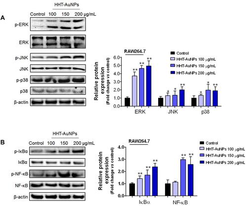 Figure 6 HHT-AuNP-mediated immunostimulation of RAW264.7 cells by activation of the NF-κB and MAPK signaling pathways. (A) Immunoblotting of ERK, JNK, and p38 proteins in RAW264.7 cells; (B) immunoblotting of IκBα and NF-κB proteins in RAW264.7 cells. All values are expressed as mean ± S.D. *p < 0.05, **p < 0.01 vs control group.