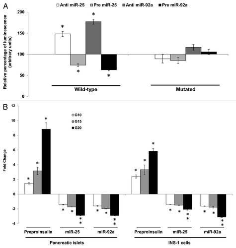 Figure 2A–B. Direct inhibitory effect of miR-25 and miR-92a on Ins1. (A) Dual-Luciferase ® reporter assay quantitation of the effects of anti- or pre-miR-25 or miR-92a interaction with the wild-type and mutated 3′ UTR of Ins1. For the mutated construct, the target sequence 5′-TGCAAT-3′ for the miRNA seed region was mutated to 5′-GCGCCG-3′. The plasmid constructs together with anti or pre miR-25 or miR-92a were co-transfected independently into INS-1 cells. Relative luminescence for luciferase gene activity in treated samples were obtained 48 h post-transfection by normalizing the values against control plasmids transfected with corresponding anti- or pre-scrambled miRNAs. The luminescence for luciferase activity of the controls is considered to be 100%. All transfections of miRNAs were done at 30 nM concentration. Data are presented as mean ± SEM (n = 3) against control. Statistically significant differences are tested using t-test at *p < 0.05 significance. (B) Fold change in the expression of preproinsulin, miR-25 and miR-92a in pancreatic islets and INS-1 cells subjected to increasing glucose concentration (G10, 15, and 20 mM). Data presented as mean ± SEM (n = 3) against control at 5 mM glucose concentration. Statistically significant differences are tested using t-test at p < 0.05 significance. *p < 0.05, **p < 0.01.