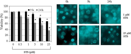 Figure 1. Effect of staurosporine (STS) on T47D cell viability. (A) After treatment with various concentrations of STS for 9 or 24 hours, cytotoxicity was assessed in an alamarBlue assay. Data are presented as the mean ± standard error (n = 3). *p < 0.05, versus untreated control cells. (B) STS-treated T47D cells stained with DAPI.