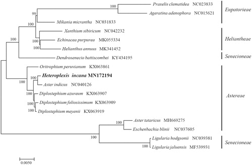 Figure 1. The Neighbour-Joining (NJ) tree based on the 17 chloroplast genomes. The bootstrap value based on 1000 replicates is shown on each node.