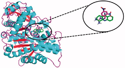 Figure 6. Interaction superposition of tacrine (13, green) and compound 11 (blue) in the active site of TcAChE. For references to color, see the online version of the article.