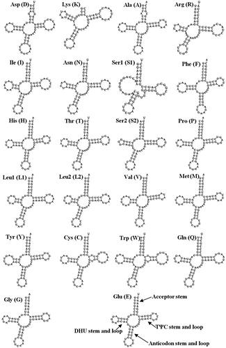 Figure 2. Putative secondary structure of the 22 transfer RNAs (tRNAs) identified in the mitochondrial genome of Haliotis iris. The tRNAs are labelled with the abbreviations of their corresponding amino acids.