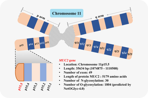 Figure 2 Schematic diagram of MUC2 gene. MUC2 gene is located in chromosome 11p15.5.