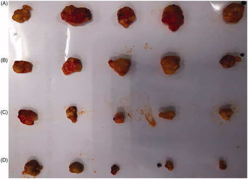 Figure 6. The excised tumor photo of HES-10-HCPT-SS-Ly micelle on node mice (five animals in each group) xenografted with Hep-G2 tumors. Group A: saline group; group B: 10-HCPT injection group; group C: non-targeted micelle group; group D: targeted micelle group.