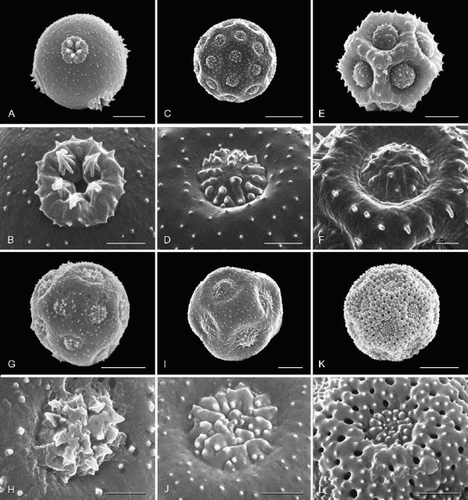 Figure 2. Pollen grains (total view; aperture detail below) of selected Amaranthaceae, arrangement reflecting relationships in Fig. 4 : achyranthoids (continued). A, B. Psilotrichum sericeum; C, D. Marcelliopsis splendens; E, F. Kyphocarpa trichinoides; G, H. Sericocoma avolans; I, J. Sericocoma heterochiton; K, L. Sericorema sericea. Scale bar – 5 μm (A, C, E, G, I, K); 2 μm (B, D, F, H, J, L).