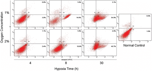 Figure 4.  Flowcytometry analysis of cardiomyocytes in different oxygen concentrations. The apoptosis rates of cardiomyocyte in different oxygen concentrations were quantified by fluorescence-activated cell sorting analysis after staining with Annexin V and propidine iodide (PI). The data are from a representative experiment repeated three times with similar results.