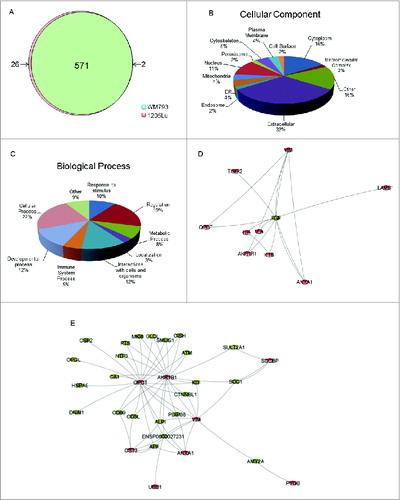 Figure 2. Characterization of differentially secreted proteins by low- and high-autophagy melanoma cells. (A) Distribution of significantly elevated proteins (fold2- or greater) in either 1205Lu or WM793. (B) Classification of differentially secreted proteins by GO terms for cellular component using STRAP. Proteins may be assigned to multiple cellular component categories; percentages are computed as fraction of total assignments. (C) Classification of differentially secreted proteins by GO terms for biological process. Proteins may be assigned in multiple biological process categories; percentages are computed as fraction of total assignments. (D) Top-ranking subnetwork identified by shortest paths analysis and betweenness-centrality clustering based on functional relations from STRING. (E) Second-ranked functional subnetwork. Nodes colored in red are differentially secreted proteins identified in our study.