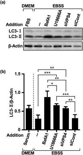 Figure 3. U18666A and AD treatments in HeLa and MCF-7 cells induce a different pathway from eMI. (a) Western blot images of HeLa cells treated with each inhibitor [BafA1 (50 nM), U18666A (5 μg/mL), siVPS4 (50 nM), and siCont (50 nM)] and AD. Cells were pretreated with BafA1 and U18666A for 3 and 1 h, respectively, washed, and exposed to EBSS for 5 h. Non-AD conditions were established using DMEM with 10% serum. (b) Quantification of LC3-II degradation and accumulation. *p < .05, **p < .01, ***p < .001, ****p < .0001 (two-way ANOVA with Tukey’s multiple comparisons test). AD, amino acid deprivation; BafA1, bafilomycin A1; EBSS, Earle’s balanced salt solution.