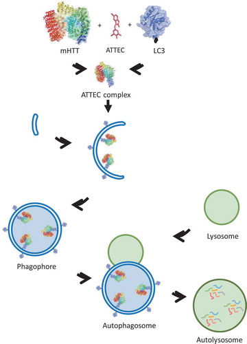 Figure 1. A schematic picture illustrating the mechanism of action of ATTEC. The identified ATTEC compounds interact with mHTT and LC3, tethering these 2 together and targeting mHTT to phagophores for degradation. Similar principles could be applied to other diseases.