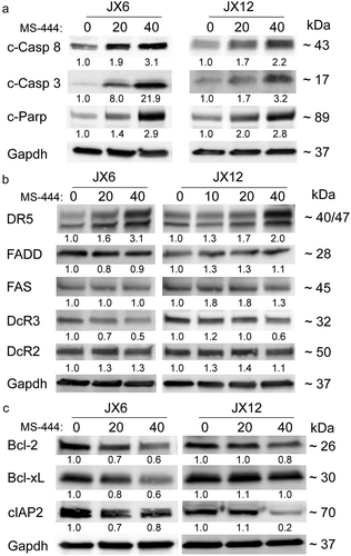 Figure 3. MS-444 induces apoptosis and suppression of anti-apoptotic factors in glioblastoma xenolines. (A–C) western blots of glioblastoma xenolines after treatment with MS-444 (24 h) at the doses shown. Antibodies are shown to the left and approximate band size to the right. Band intensity was determined by densitometry, adjusting for GAPDH intensity. Values are shown below each band relative to untreated cells (set at a value of 1).