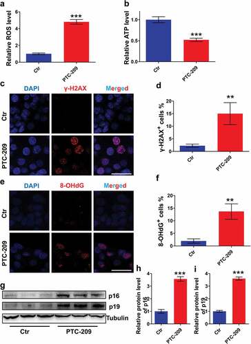 Figure 4. PTC-209 activates ROS generation and p16/p19 signaling in MLTC-1 cells. (a) Level of ROS in MLTC-1 cells treated with DMSO (Ctr) or 10 μM PTC-209 for 48 h. Sample number = 6. (b) Relative ATP levels in MLTC-1 cells treated with DMSO or 10 μM PTC-209 for 48 h. Sample number = 6. (c) Immunostaining of γ-H2AX in MLTC-1 cells treated with DMSO or 10 μM PTC-209 for 48 h. (d) Quantification of c. Sample number = 3. (e) Immunostaining of 8-OHdG in MLTC-1 cells treated with DMSO or 10 μM PTC-209 for 48 h. (f) Quantification of e. (g) Western blot analysis for p16 and p16 in MLTC-1 cells treated with DMSO or 10 μM PTC-209 for 48 h. (h,i) Quantification of g. Sample number = 3. Scale bar: 20 μm. **p < 0.01; ***p < 0.001, Student’s t-test.