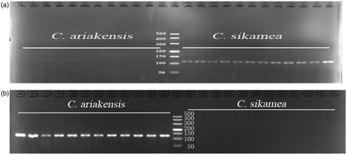 Figure 2. The PCR products agarose gel electrophoresis image of C. ariakensis and C. sikamea. (a) and (b) from left to right: lanes1-12, C.ariakensis; lane 13, DL500 marker; lanes 14–25, C. sikamea