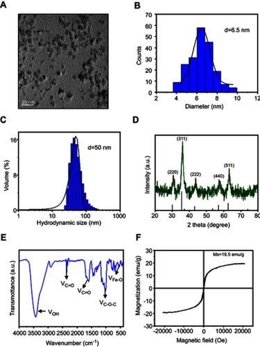 Figure 1 Construction of SPIONs. (A) TEM images and size distribution of SPIONs. (B) The average diameter of SPIONs was calculated from TEM images (histogram in the center). (C) DLS size of SPIONs in water. (D) XRD of SPIONs. Diffraction peaks of the magnetite phase of the iron oxide were used to assign planar indices. (E) FT-IR spectra of SPIONs marked with the characteristic peaks. (F) Magnetic hysteresis loops of SPIONs.Abbreviations: SPIONS, superparamagnetic iron oxide nanoparticles; TEM, transmission electron microscopy; DLS, dynamic light scattering; XRD, X-ray diffraction; VSM, Vibrating Sample Magnetometer; FT-IR, Fourier Transform Infrared.