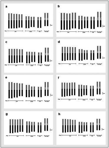 Figure 7. Comparative ideograms of different cultivars of Lens culinaris (2n = 14). (a) DPL-15; (b) DPL-62; (c) IPL-406; (d) IPL-526; (e) HUL-57; (f) EC-70306; (g) EC-70394; (h) EC-70404. Bar = 1 μm.