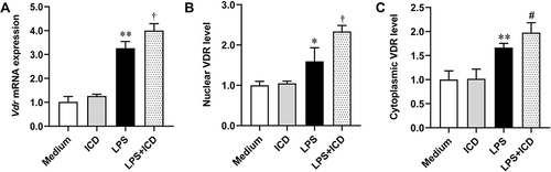 Figure 6 Isocorydine upregulates Vdr mRNA expression and changes the VDR distribution within cells. Peritoneal macrophages were treated with isocorydine (ICD, 52.03 μM) and with LPS (50 ng/mL) for 4 h (n = 4). The expression of Vdr mRNA in LPS-treated peritoneal macrophages was measured using qRT-PCR (A). The levels of VDR in the nucleus (B) and cytoplasm (C) were assayed using respective ELISA kits (n = 3). *p < 0.05, **p < 0.01 vs Medium; †p < 0.05, #p > 0.05 vs 50 ng/mL LPS.