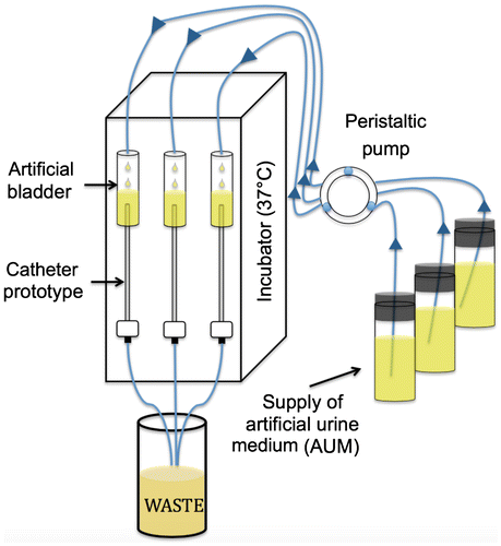 Figure 1. Schematic of the experimental apparatus. A continuous supply of artificial urine medium (AUM) is provided to an artificial bladder using a peristaltic pump (flow rate = 0.5 mm min–1). The top portion of the catheter is inserted into an artificial bladder while the bottom portion is connected to tubing that drains into a waste container. The entire apparatus is enclosed in a modified incubator at 37°C. Arrows symbolize the direction of medium flow.