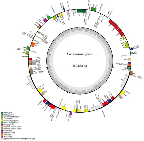 Figure 2. The Genome map of C. fordii. Genes inside the circle are transcribed clockwise, and those on the outside are transcribed counter-clockwise. Genes are colored according to functional categories. The darker grey area in the inner circle corresponds to GC content, whereas the lighter grey corresponds to AT content.