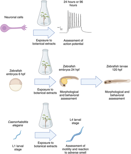 Figure 1. Overview of the model system and experimental setup used to determine the suitability of these assays for botanicals. hpf: hours post-fertilization. Created with BioRender.