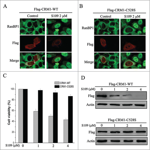 Figure 6. S109 is ineffective in cells expressing Cys528 mutant CRM1. (A and B) HCT-15 cells were transiently transfected with plasmids coding for Flag-tagged wild or C528S mutant CRM1 as indicated. After treatment with 2 μM S109 for 2 h, the cells were fixed and stained with antibodies against RanBP1 and the Flag tag. (C) HCT-15 cells that stably expressed wild type or C528S mutant CRM1 were seeded in 96-well plates and incubated with S109 at the indicated concentrations for 72 h. Growth inhibition was analyzed with the CCK-8 assay. (D) HCT-15 cells stably expressing wild type or C528S mutant CRM1 were treated with S109 at the indicated concentrations for 12 h, and then subjected to a Western blot analyses using anti-Flag antibody
