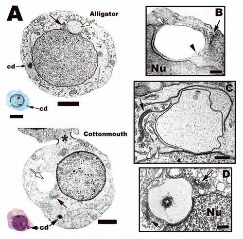Figure 15 A sagittal section through the head and proximal flagellum of a spermatozoon from the lumen of a seminiferous tubule of the American Alligator (Alligator mississippiensis). The major parts of the spermatozoa in reptiles and other amniotes include the acrosome complex (ac), nuclear body (nb), and the flagellum, which here includes the midpiece (mp) and the principle piece (pp). Bar = 5 µm. Acrosome cortex, white arrow; acrosome medulla, asterisk; epinuclear lucent zone, white arrowhead; nuclear shoulders, black arrowhead, endonuclear canal, black arrow.