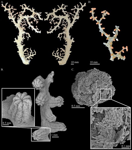 Figure 10. Hemicorallium guttatum sp. nov. Holotype, USNM 1072452 (A)–(C): (A) Front and back of colony; (B) SEM of branch and enlargement of autozooid; (C) SEM of the inner structure of autozooid and enlargement of partial cross-section of tentacle; (D) paratype, USNM 1116818; white arrows indicate the thickened cortex induced by polychaetes.