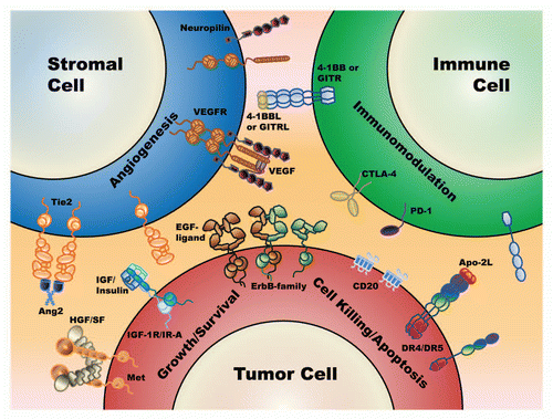 Figure 1 A schematic diagram of the major antigens and cell types where mAb combinations are being evaluated. These include the direct targeting of tumor cell antigens for reducing tumor growth/survival (receptor tyrosine kinases such as cMet, IGF-1R and the ErbB family members) and the direct targeting of tumor cell antigens for inducing intrinsic (death receptors, CD20) and extrinsic (CD20) mechanisms of tumor cell killing. Also included is the targeting of the tumor microenvironment and tumor stroma, such as the VEGF/VEGFR and the Ang2/Tie2 pathways for halting tumor angiogenesis. Finally, also illustrated is the targeting of cell surface antigens (e.g., CTLA-4, PD-1) on lymphocytes to enable a patient to overcome or reverse tumor-induced suppression of their own natural immune surveillance for abnormal cell growth (also known as immunomodulatory approaches).