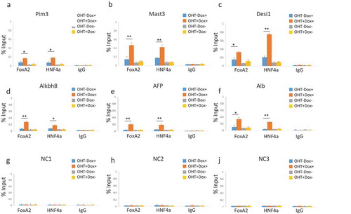 Figure 6. Increased occupancy of exogenously expressed transcription factors at sites of increased chromatin accessibility. ChIPs analysis using anti-Foxa2, anti-Hnf4a or IgG control for detection of Foxa2 and Hnf4a at indicated genes, as examined in Figure 5(e). MEFs without (OHT-) and with (OHT+) three days of tamoxifen treatment for depletion of Lsh, and without (Dox-) and with (Dox+) two days of doxycycline treatment for induction of the liver specific transcription factors Foxa2 and Hnf4a. (a). Pim3 proviral integration site 3. (b). Mast3 microtubule associated serine/threonine kinase 3. (c). Desi1 Desumoylating isopeptidase 1. (d). Alkbh8 AlkB homolog 8. (e). AFP Alpha-Fetoprotein. (f). Alb Albumin. (g). – I. NC1, NC2, NC3 sites do not show changes in chromatin accessibility and serve as control sites, as in Figure5(e). ApoB, Decr2 and Trf are shown in supplement Figure S7. ChIPs results represent the mean ± SD of three independent experiments. SD: standard deviation. *P < 0.05; **P < 0.01.