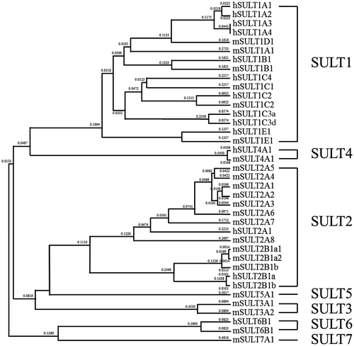 Fig. 2. Classification of the human and mouse SULTs based on their amino acid sequences.