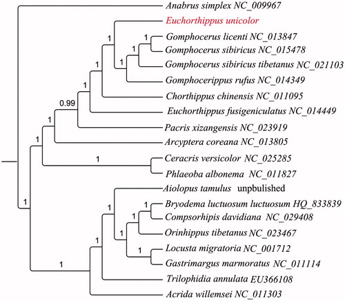 Figure 1. The Mrbayes tree of Euchorthippus unicolor and other 19 species including 18 close-related species and one outgroup species based on 13 mitochondrial PCGs and 2 rRNAs genes data.