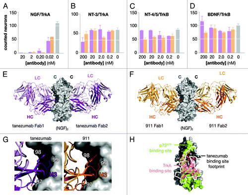 Figure 2. Functional and structural analysis of tanezumab and 911. Neuron survival assays (A–D) for decreasing concentrations of full-length antibody either tanezuamb (purple) or 911 (orange). The control (gray) represents neurotrophin without antibody added to the well. TG neurons express TrkA and survive in the presence of NGF (A) or NT-3 (B). Nodose neurons express TrkB and survive in the presence of NT-4/5 (c) or BDNF (d). X-ray crystal structures determined for two tanezuamb Fab (purple) bound to (NGF)2 (E) and two 911 Fab (orange) bound to (NGF)2 (F). Side-by-side comparison (G) tanezumab and 911 H3 residues 97–99. (H) Tanezumab-NGF binding site (white) overlaid “footprint” on the p75NTR (green) and TrkA (pink) binding sites on one side of (NGF)2.