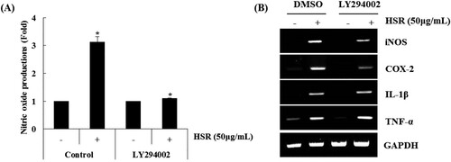 Figure 5. Effect of PI3K signalling pathway on HSR-mediated production of immunomodulators in RAW264.7 cells. (A and B) RAW264.7 cells were pretreated with LY294002 (PI3K inhibitor, 20 μM) for 2 h and then co-treated with HSR (50 μg/ml) for 24 h. (A) NO level was measured by the Griess assay and (B) RT-PCR, respectively. *P < 0.05 compared to that for cells without HSR treatment.