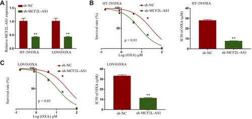 Figure 2 Knocking down MCF2L-AS1 suppressed CRC/OXA cell survival and resistance to oxaliplatin. (A) MCF2L-AS1 levels in sh-NC and sh-MCF2L-AS1 CRC/OXA cell groups were assessed via qPCR. OXA IC50 values and cell survival in sh-NC and sh-MCF2L-AS1 groups treated with a range of OXA concentrations were determined via MTT assay for HT-29/OXA (B) and LOVO/OXA (C) cells. **p < 0.01.