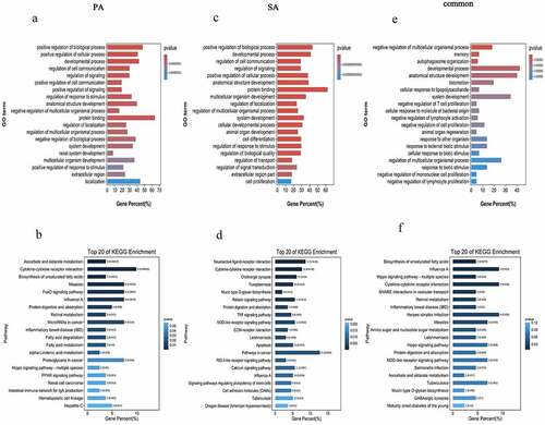 Figure 4. GO and KEGG pathway analyses of dysregulated mRNAs in the DEcircRNA-DEmiRNA-DEmRNA triple network. Top 20 enrichment GO terms of DEmRNAs in the palmitic acid group (a), stearic acid group (c) and the common to both palmitic acid and stearic acid group (e). The length of the bar represents the number of DEmRNAs. The color of the bar is related to the P-value with smaller P-values closer to red. Top 20 KEGG pathways of DEmRNAs in the palmitic acid group (b), stearic acid group (d) and the common to both palmitic acid and stearic acid group (f). The color of the bar is related to the P-value with smaller P-values closer to dark blue. PA, palmitic acid group; SA, stearic acid group