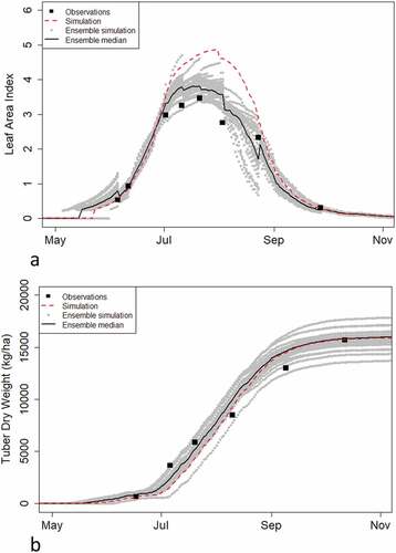 Figure 4. Simulation of potato growth with EnKF and Tipstar for Leaf Area Index (a) and for Tuber dry matter yield (b). The dashed red line shows the default simulation for this field. An ensemble of simulations (n = 50) is represented by grey-dotted lines; the ensemble median is shown with a solid black line. The filled square symbols show the LAI observations based on Sentinel-II imagery which were used to update the ensemble, and destructively measured tuber weights, for (a) and (b), respectively.