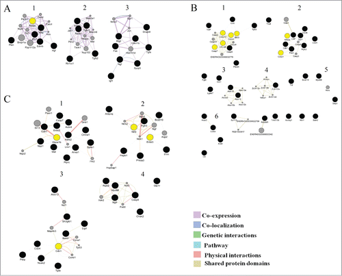 Figure 5. Clusters in the schemes of gene networks for 20-day-old (A), 3-month-old (B), and 18-month-old rats (C). In each of these networks, black circles denote differentially expressed genes (DEG), whereas the GeneMANIA-predicted genes are shown in gray. The hub genes are yellow