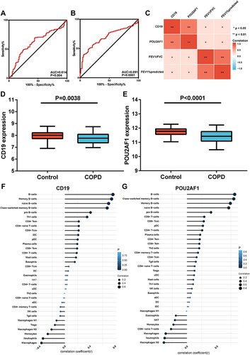 Figure 6 Performance of CD19 and POU2AF1 in validation sets (GSE76705). (A) ROC curve of CD19 for COPD. (B) ROC curve of POU2AF1 for COPD. (C) The correlation analysis between CD19 and POU2AF1 with lung function. Blue represented a negative correlation; red represented a positive correlation. **P<0.01, *P<0.05. (D) The expression of CD19 in COPD and control group. (E) The expression of POU2AF1 in COPD and control group. (F) Correlation between CD19 and immune cells in COPD. (G) Correlation between POU2AF1 and immune cells in COPD. The size of the dots represented the strength of the correlation between genes and immune cells; the larger the dots, the stronger the correlation, and the smaller the dots, the weaker the correlation. The color of the dots represented the P-value, the blacker the color, the lower the P-value, and the bluer the color, the larger the P-value.