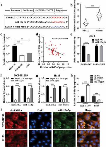 Figure 4. CircFARSA acted as a sponge of miR-15a-5p. (a), Wild-type (WT) and mutated-type (MUT) sequences of the putative binding sites between circFARSA and miR-15a-5p. (b), qRT-PCR was applied to detect the expression of miR-15a-5p in 40 paired NSCLC tumor tissues and matched adjacent tissues; (c), The expression of miR-15a-5p in BEAS-2B and both NSCLC cell lines was examined using qRT-PCR. (d), The correlation between the expression of circFARSA and miR-15a-5p in tumor tissues of 40 NSCLC patients was analyzed by Spearman’s correlation coefficient. (e-g), The interaction between circFARSA and miR-15a-5p was verified using dual-luciferase reporter gene assay (e) and RNA immunoprecipitation (f and g). (h), qRT-PCR was employed to examine the expression of miR-15a-5p in both NSCLC cells after transfection with circFARSA shRNA, circFARSA overexpression plasmid, and corresponding negative control. (i), The FISH assay was used to detect the colocalization of circFARSA and miR-15a-5p in both NSCLC cells. **P < 0.01, ***P < 0.001.