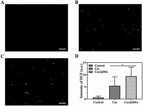 Figure 5. The results of ROS level in 4T1 cells, (A) Untreated control, (B) treated with free Cur, (C) treated with Cur@HFn (scale bar: 100 μm), and (D) quantification of DCF fluorescence intensity has been performed using ImageJ Analysis software (*p< .05 vs. Cur).