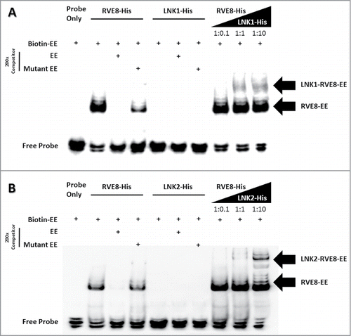Figure 2. Recruitment of LNK1 and LNK2 to EE probe via interaction with RVE8. EMSA of a probe including the EE with RVE8-His and RVE8-His plus LNK1-His or LNK2-His which purified from E. coli BL21 (DE3). The arrow indicates the RVE8/EE, LNK1/RVE8/EE and LNK2/RVE8/EE complex.